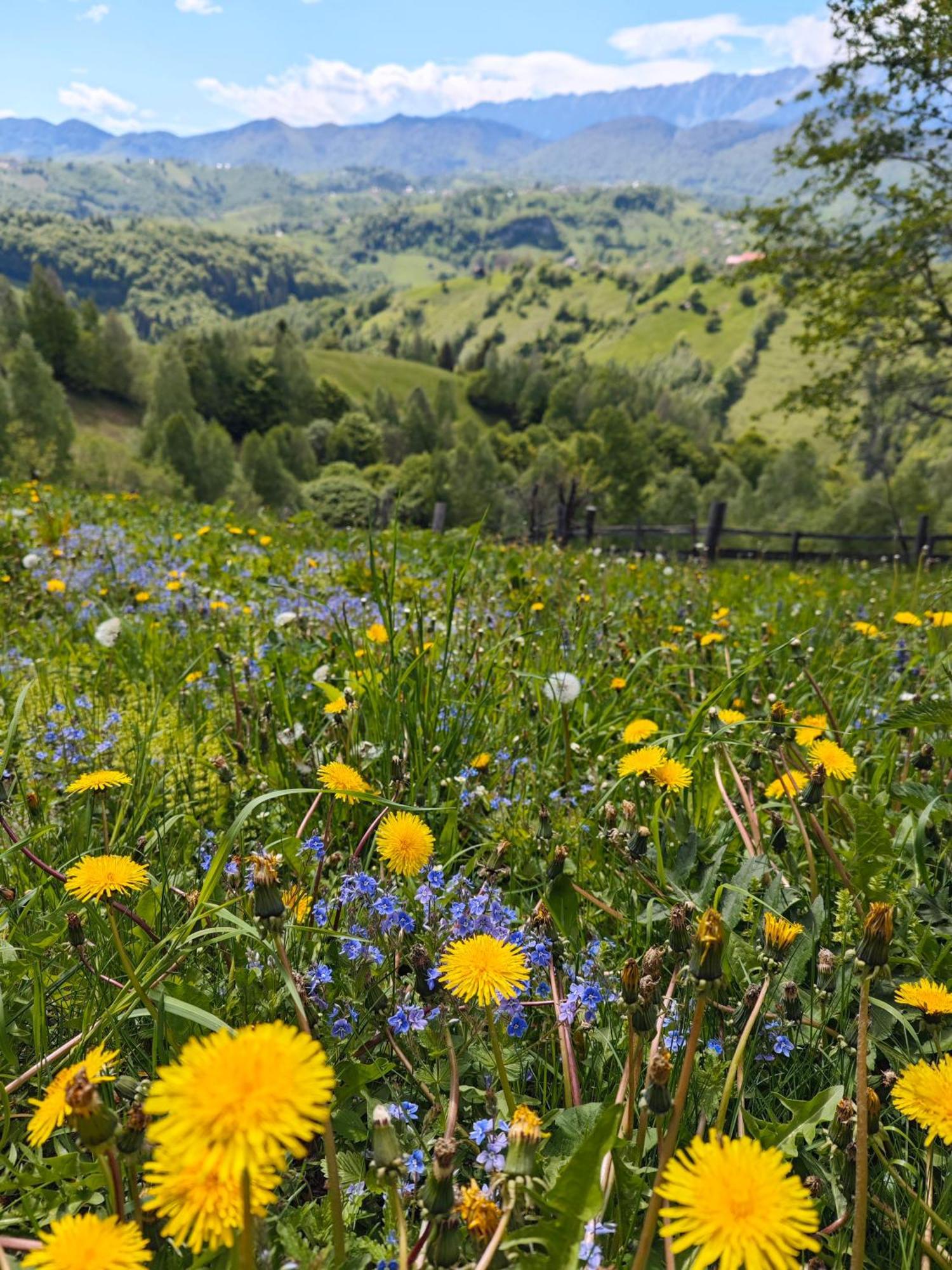 Alpine Escape Studios เมากูรา ภายนอก รูปภาพ